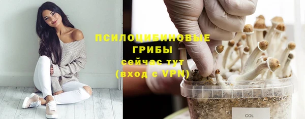 PSILOCYBIN Белокуриха
